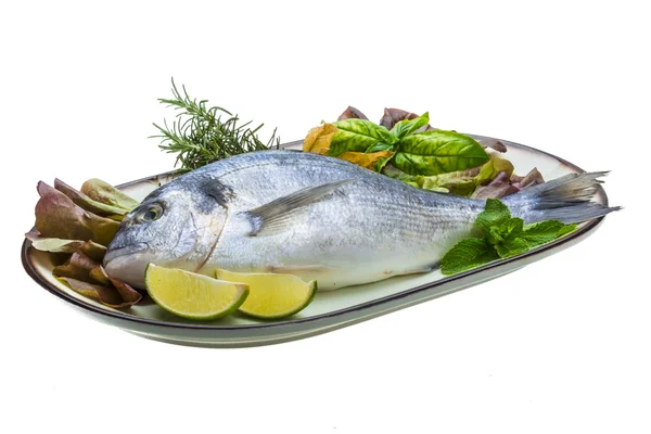 Fresh raw dorada — Stock Photo, Image