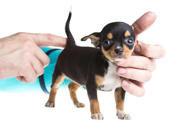 Cachorro chihuahua de cabelos curtos na frente de um fundo branco — Fotografia de Stock