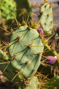 kaktüs opuntia