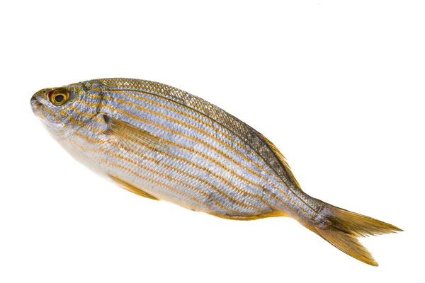 Salema porgy - pesce sarpa — Foto Stock