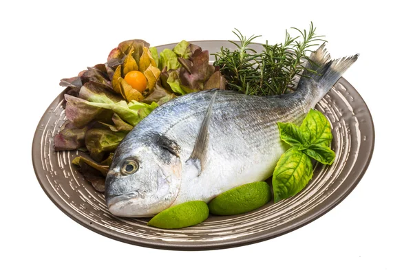 Fresh raw dorada — Stock Photo, Image