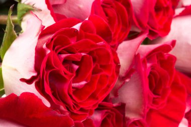 pembe Gül beyaz izole