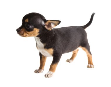 Beyaz arka planda kısa saçlı bir chihuahua köpeği.
