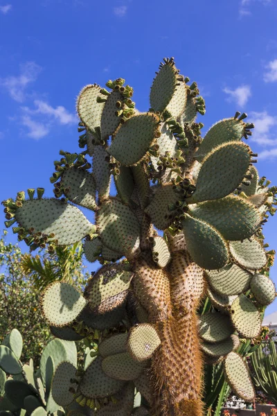 Kaktüs opuntia — Stok fotoğraf