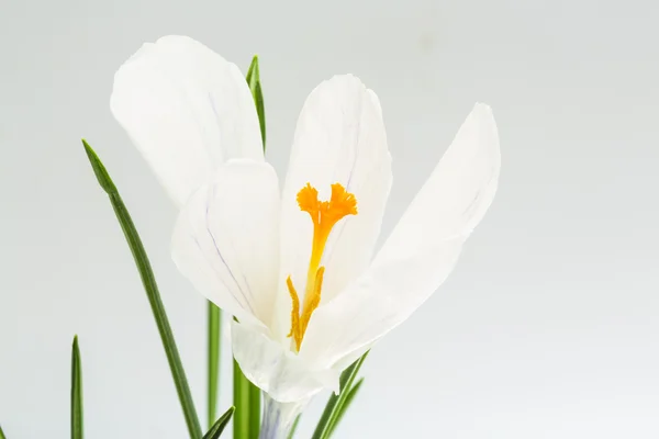 Crocus fleur de printemps — Photo