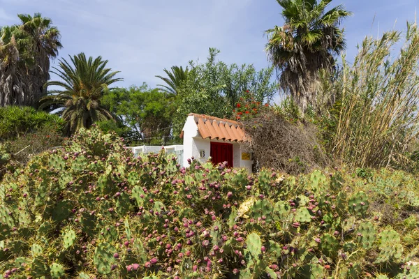 Cacto opuntia — Fotografia de Stock