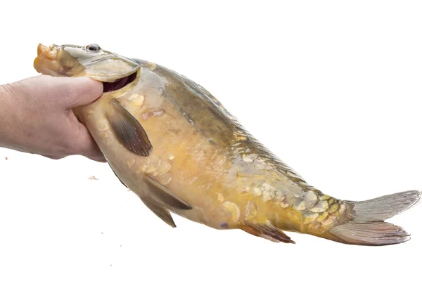Surowa ryba karp — Zdjęcie stockowe