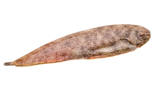 Fiska dover sole — Stockfoto