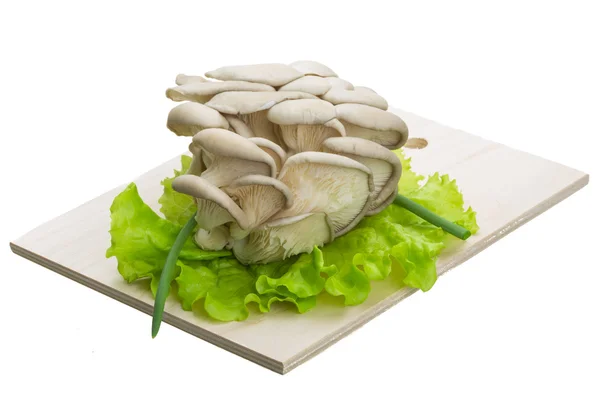 신선한 버섯 — 스톡 사진