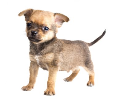 Chihuahua