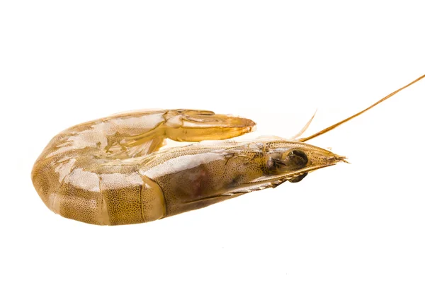 Big raw shrimps — Stock Photo, Image