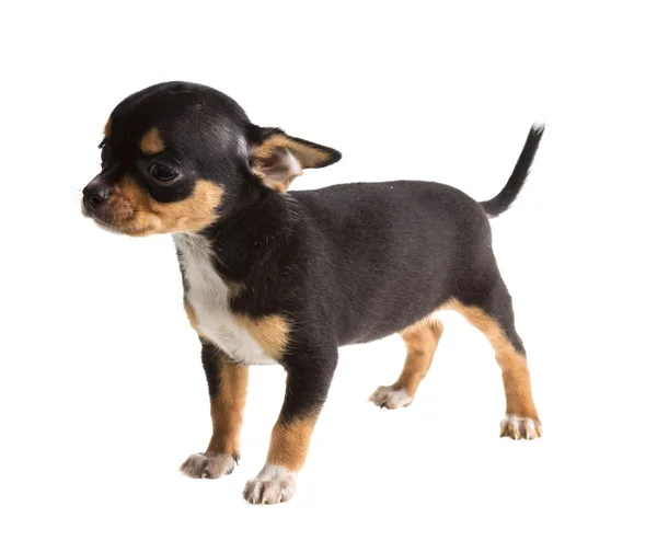 Cachorro chihuahua de pelo corto delante de un fondo blanco — Foto de Stock