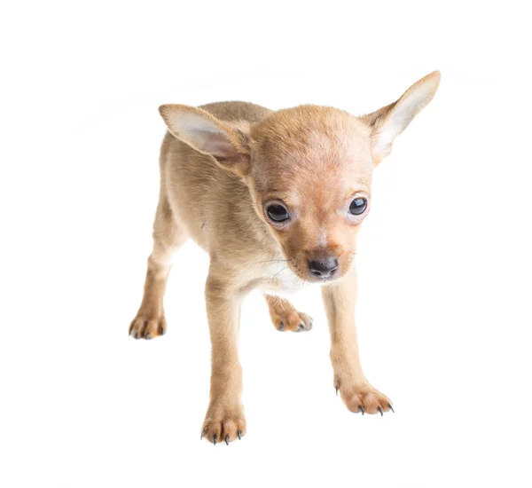 Cachorro chihuahua de cabelos curtos na frente de um fundo branco — Fotografia de Stock