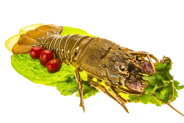 Raw spiny lobsters — Stock Photo, Image