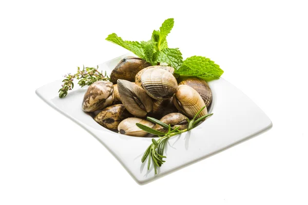 Spanish mollusc - Almeja — Stock Photo, Image