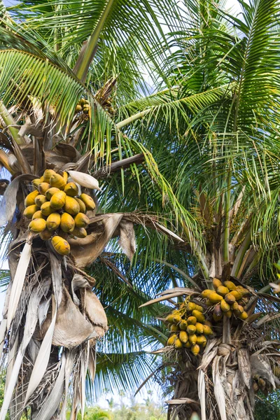 可可棕榈 — 图库照片