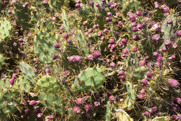 Opuntia kaktusz — Stock Fotó