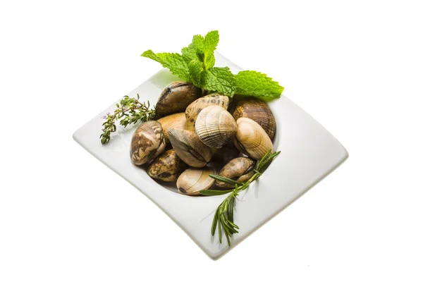 Spanish mollusc - Almeja — Stock Photo, Image