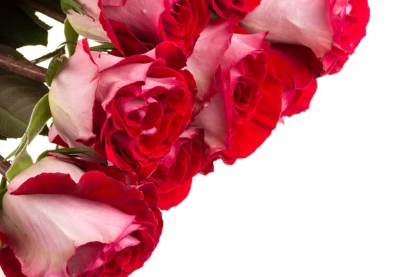 Pink roses isolated on white — Stock Photo, Image