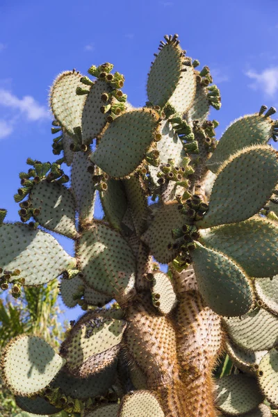 Opuntia kaktusz — Stock Fotó
