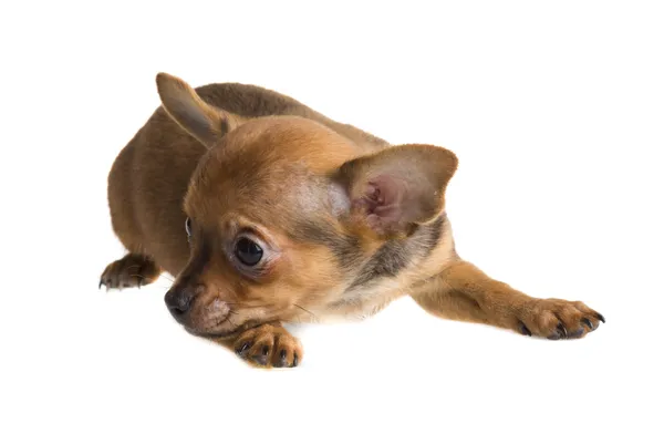 Cachorro chihuahua de cabelos curtos na frente de um fundo branco — Fotografia de Stock