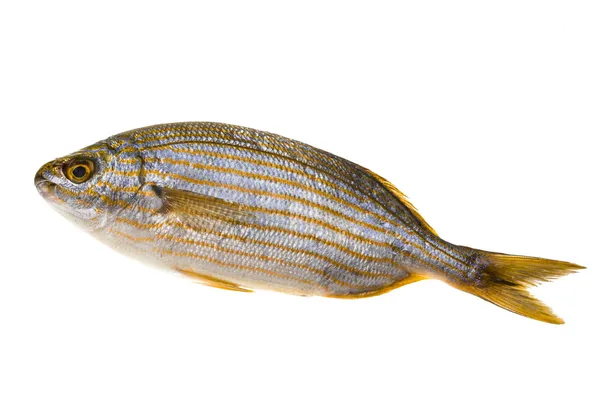 Salema porgy - sarpa fish — Stock Photo, Image