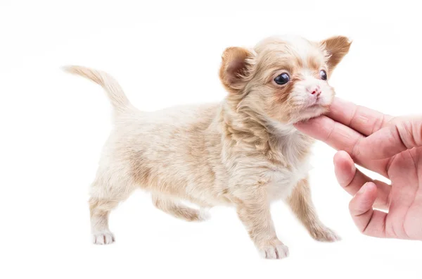 Filhote de cachorro engraçado Chihuahua posa em um fundo branco — Fotografia de Stock