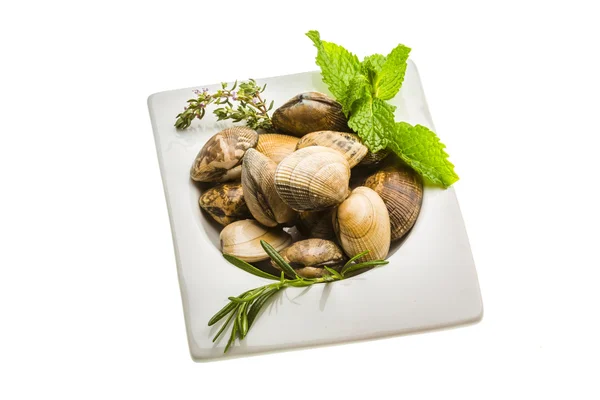 Mollusco spagnolo - Almeja — Foto Stock