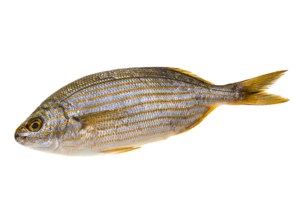 Salema porgy - sarpa fish — Stock Photo, Image