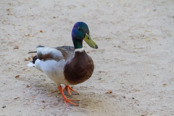 Yaban ördeği drake — Stok fotoğraf