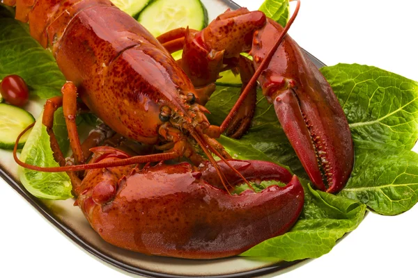 Lobster Besar — Stok Foto