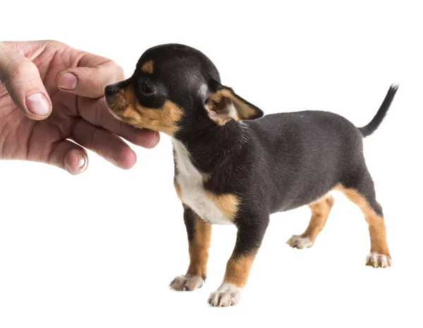 Cachorro chihuahua de cabelos curtos na frente de um fundo branco — Fotografia de Stock