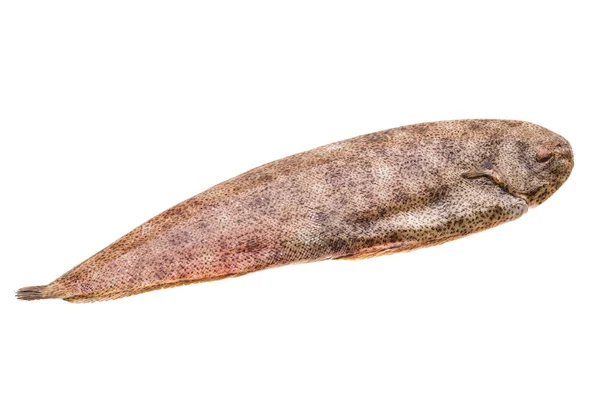 Fish Dover sole — Stock Photo, Image