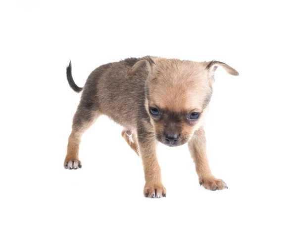 Chihuahua — Stockfoto