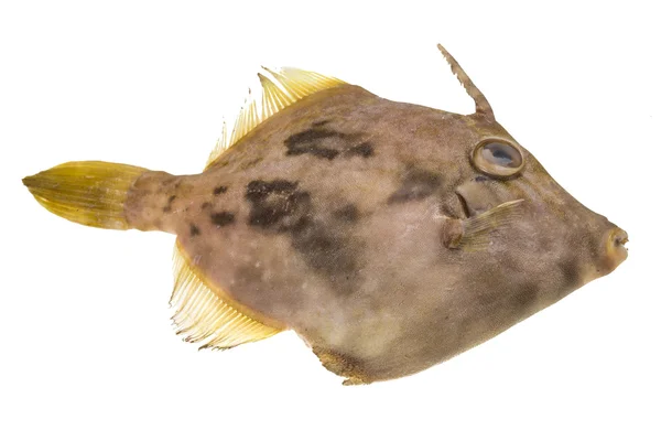 Fisch pesce san pietro — Stockfoto
