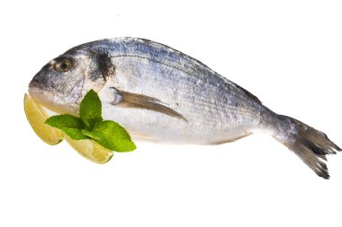 taze çiğ dorada