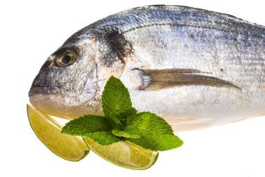 taze çiğ dorada