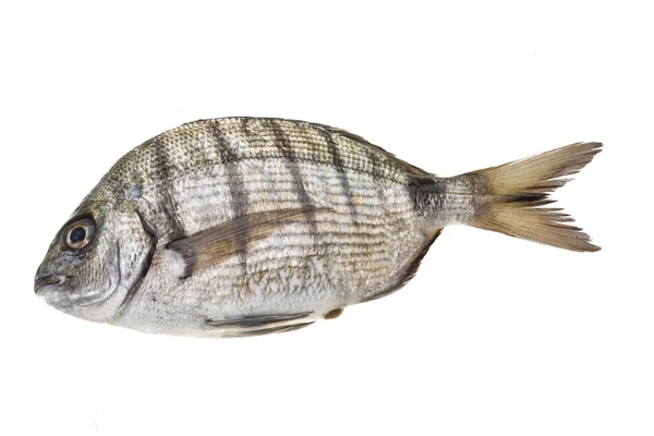 Rauwe tilapia — Stockfoto