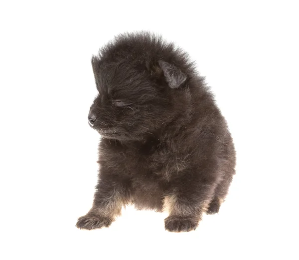 Pomeranian spitz portresi — Stok fotoğraf