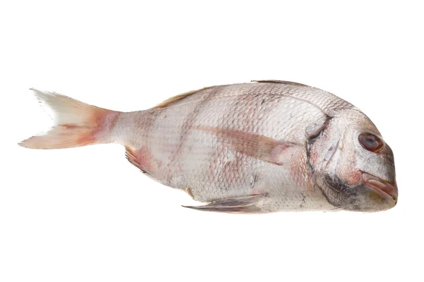 Raw porgy — Stock Photo, Image