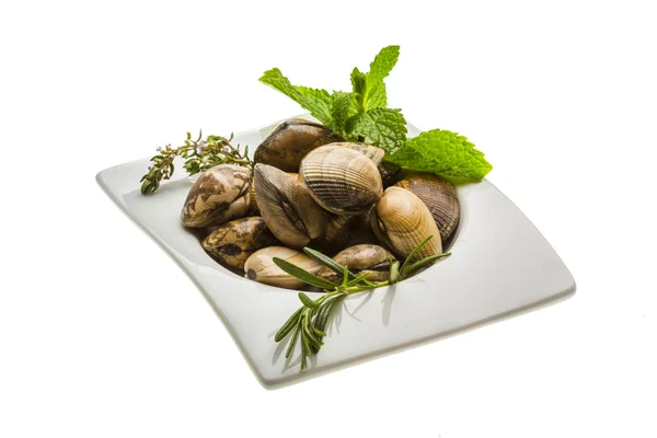 Spanish mollusc - Almeja — Stock Photo, Image