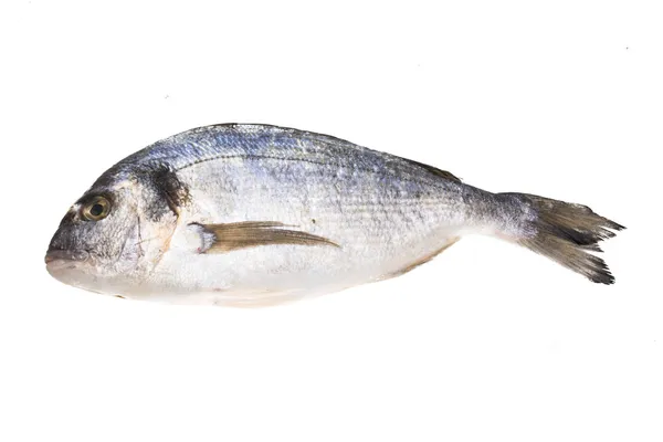 Fresh raw dorada — Stock Photo, Image