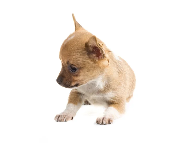 Chihuahua — Stockfoto