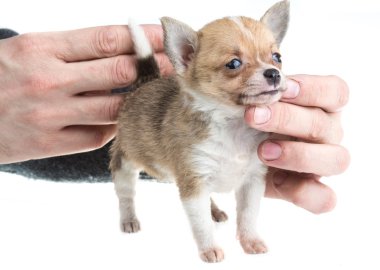 Chihuahua