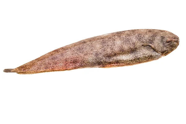 Fiska dover sole — Stockfoto