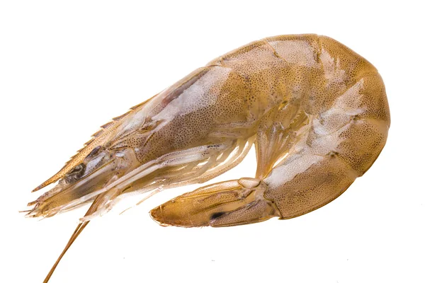 Big raw shrimps — Stock Photo, Image