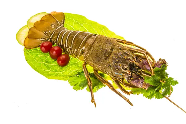 Raw spiny lobsters — Stock Photo, Image