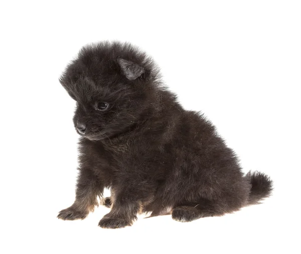 Pomeranian spitz portresi — Stok fotoğraf