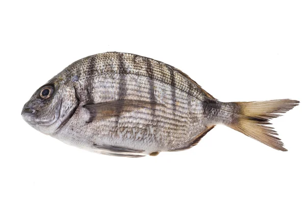 Rohes Tilapia — Stockfoto