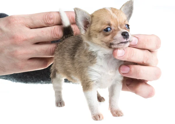 Chihuahua — Foto Stock